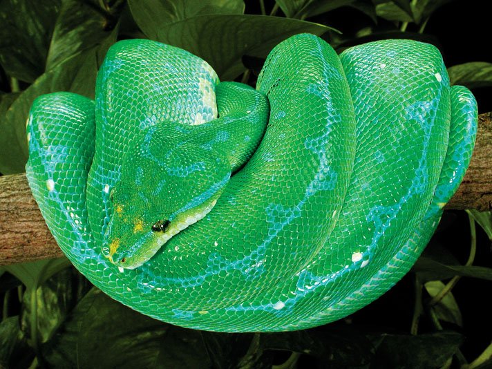 Green Tree Python5
