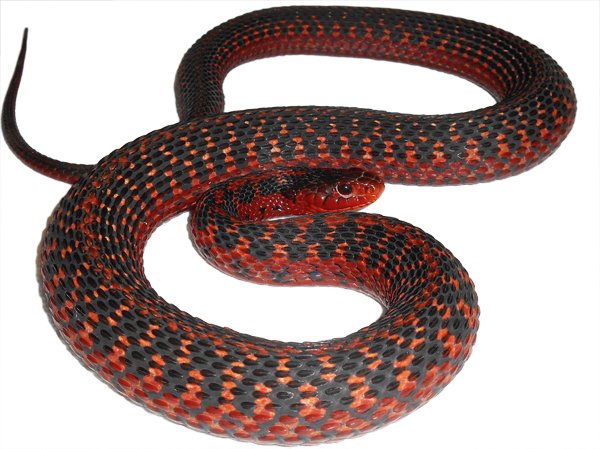 Garter Snakes16