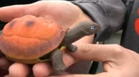 Rubberturtle200