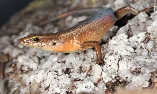 Capemelvillerainbowskink
