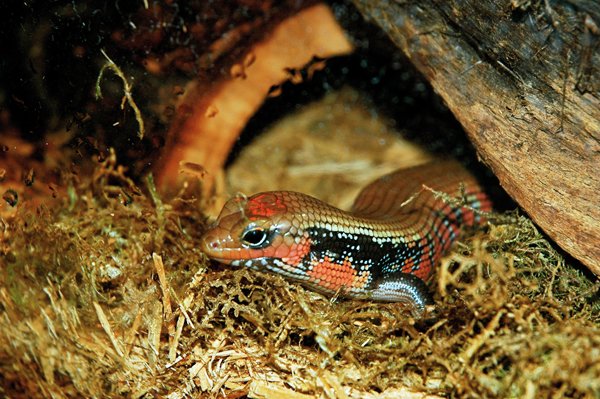 Fireskink9