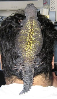 Uromastyx Posing 200