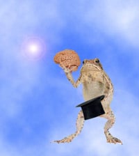 Dream Toad 200