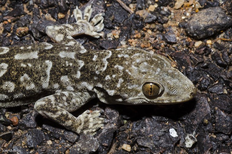 Hemidactylus Hemchandrai