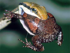 Dendrelaphis Tristis 1