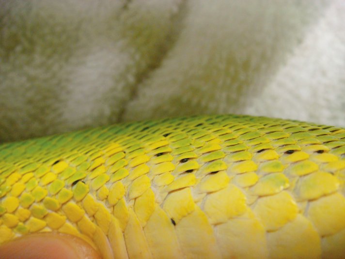Snake Mites