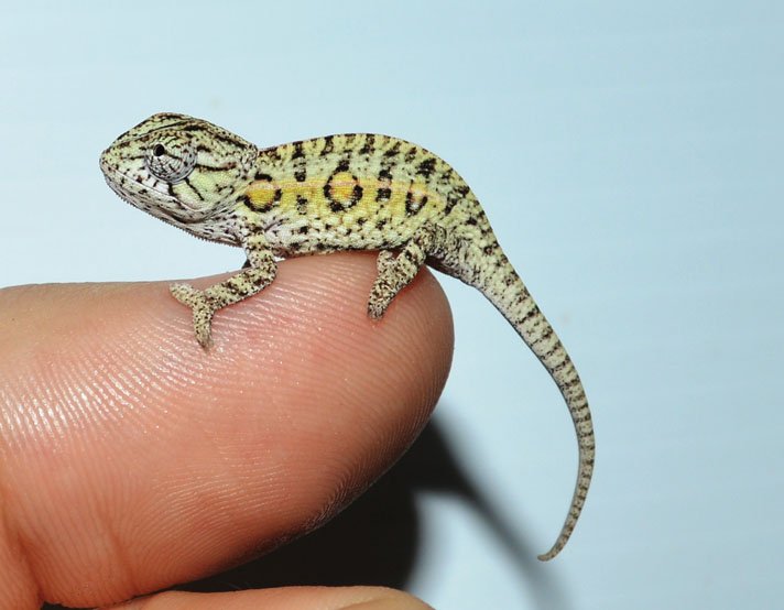 Carpet Chameleon14