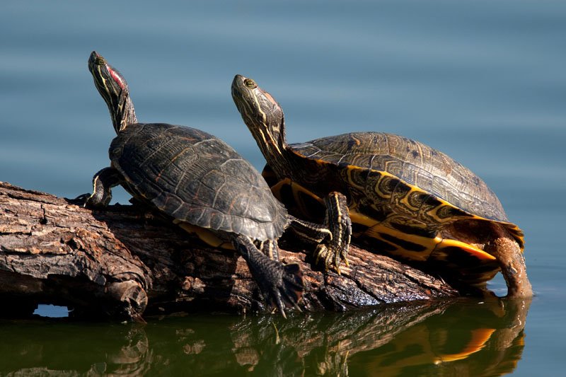 Red Eared Slider Turtlea
