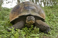 Galapagos 200