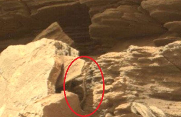 Snake Mars