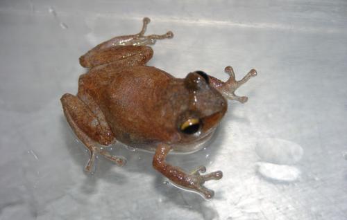 Coqui.660