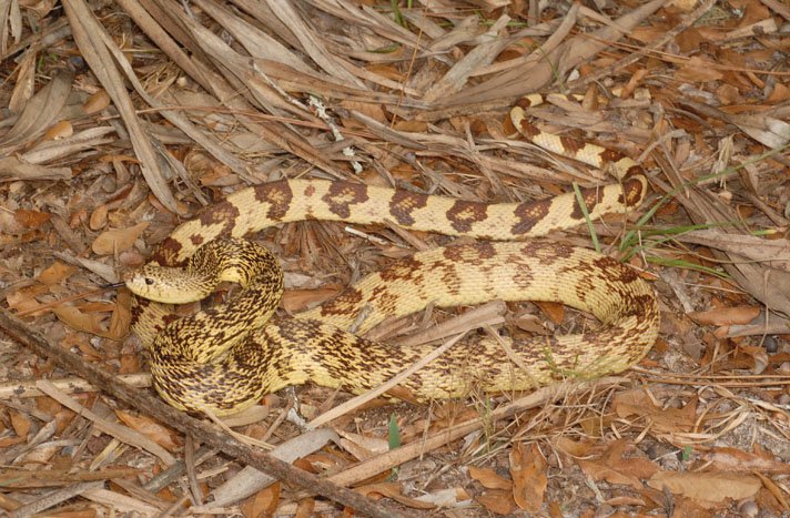Pine Snake 3