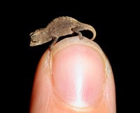 Brookesia Micra200