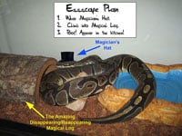 Snake Escape 200