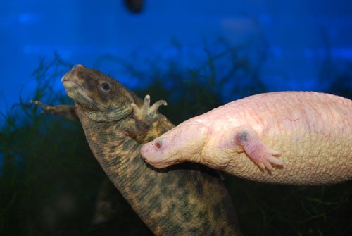 Spanish Ribbed Newts1