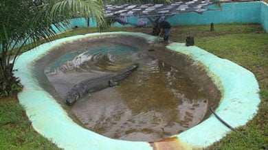 Lolong Pond390