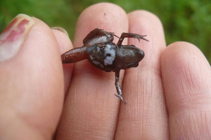 Noblella Madreselva