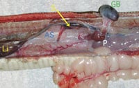 Anatomy 5 200
