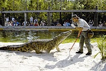 Destinations Gatorland