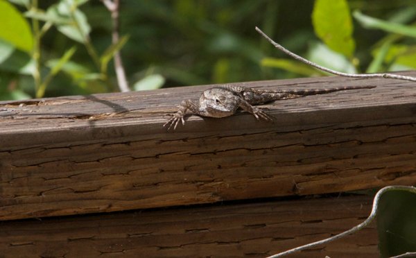 Western Fence Lizard600a