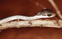 Boomslang Breeding 200