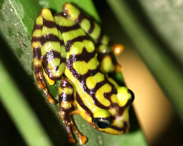 Ecuadorian Rainfrog600