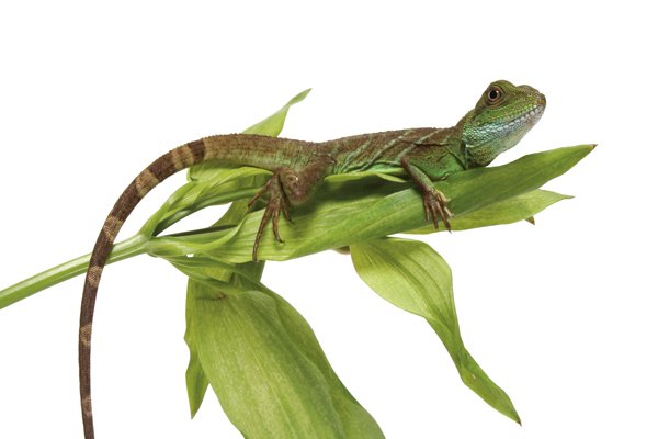 Green Water Dragon Image