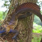 Sailfin Dragon