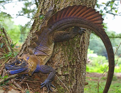 Sailfin Dragon