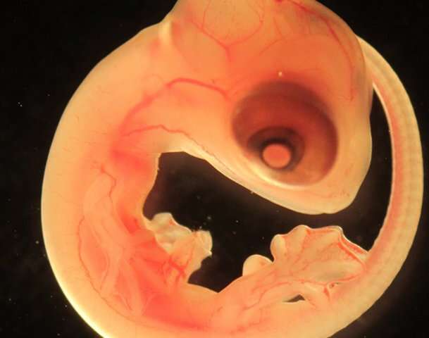 Wall Lizard Wors Embryo