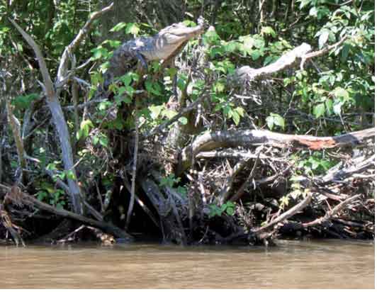 Alligator In Tree