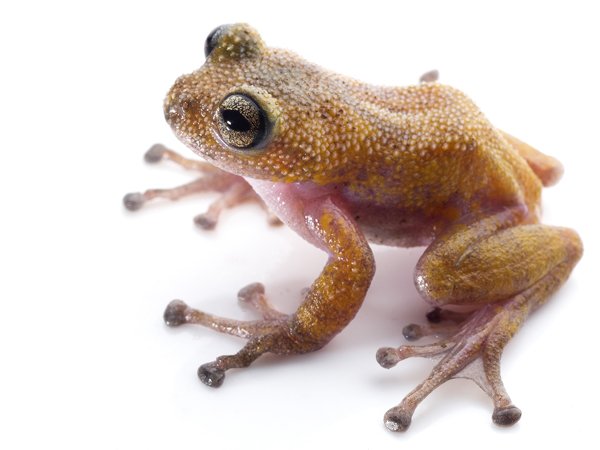 Gracixalus Lumarius600