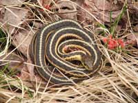 Thamnophis Butleri200