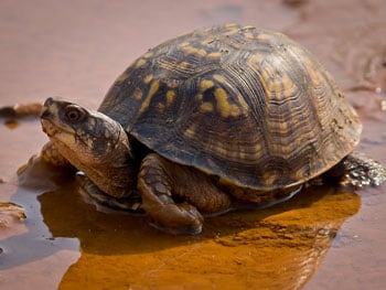 Easternboxturtle350