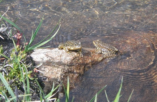 Yellow Legged Frog