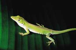 Guantanamo Anole