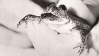 Gastric Brooding Frog200