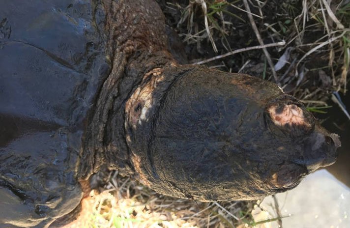 Ranvirus Snapping Turtle