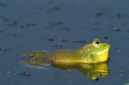 Bullfrog 200