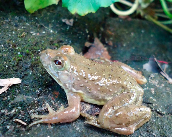 Euphlyctis Kalasgramensis