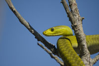Green Mamba200