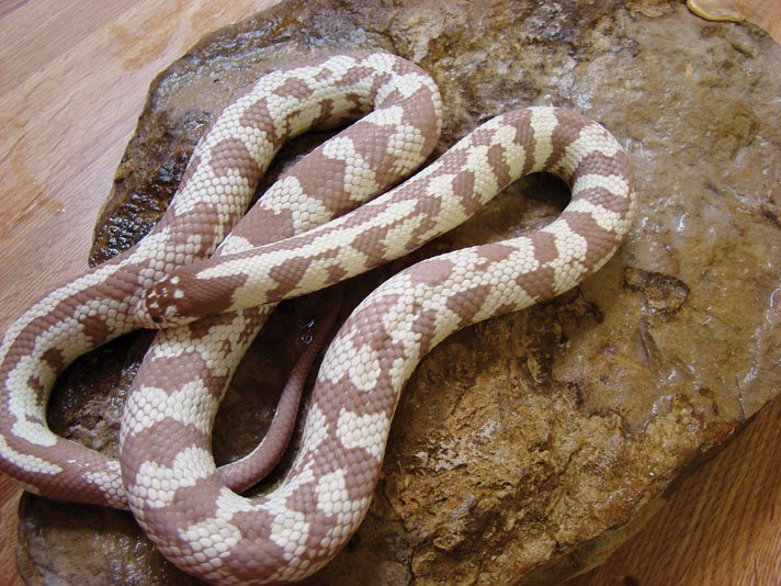 California Kingsnake17