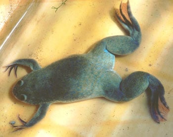 Xenopus Laevis 350
