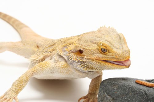 Beardeddragon 500