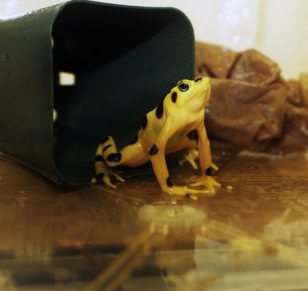 Golden Frog