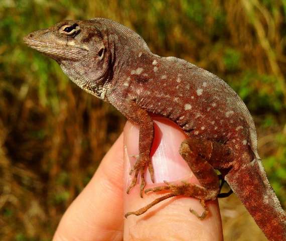 Brown Anole