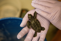 Loggerhead Hatclhing