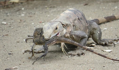 Iguana Eats Iguana2