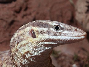 Ackies Dwarf Monitor