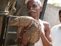 Bengalmonitor Lizard200